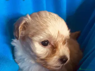 Maltipoo perros Maltipoo Macho de Malita y Alejo 6217- AQUANATURA en Barcelona - Anuncio 37