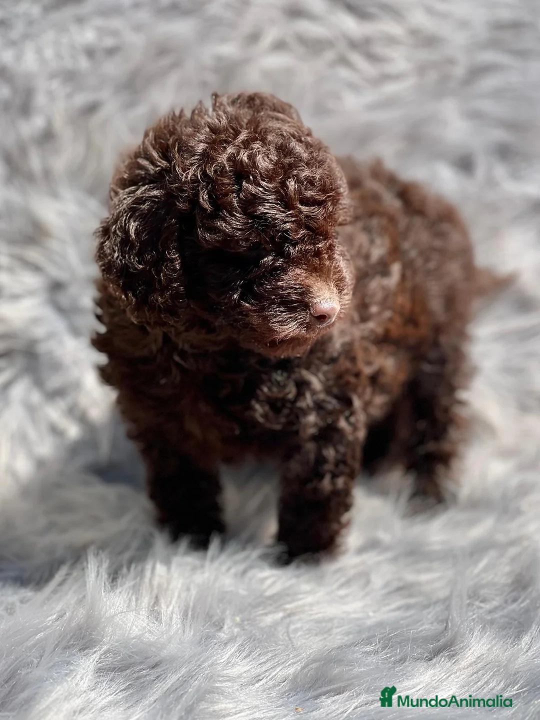 Caniche Toy perros en venta: Caniche chocolate en Barcelona - Anuncio 4