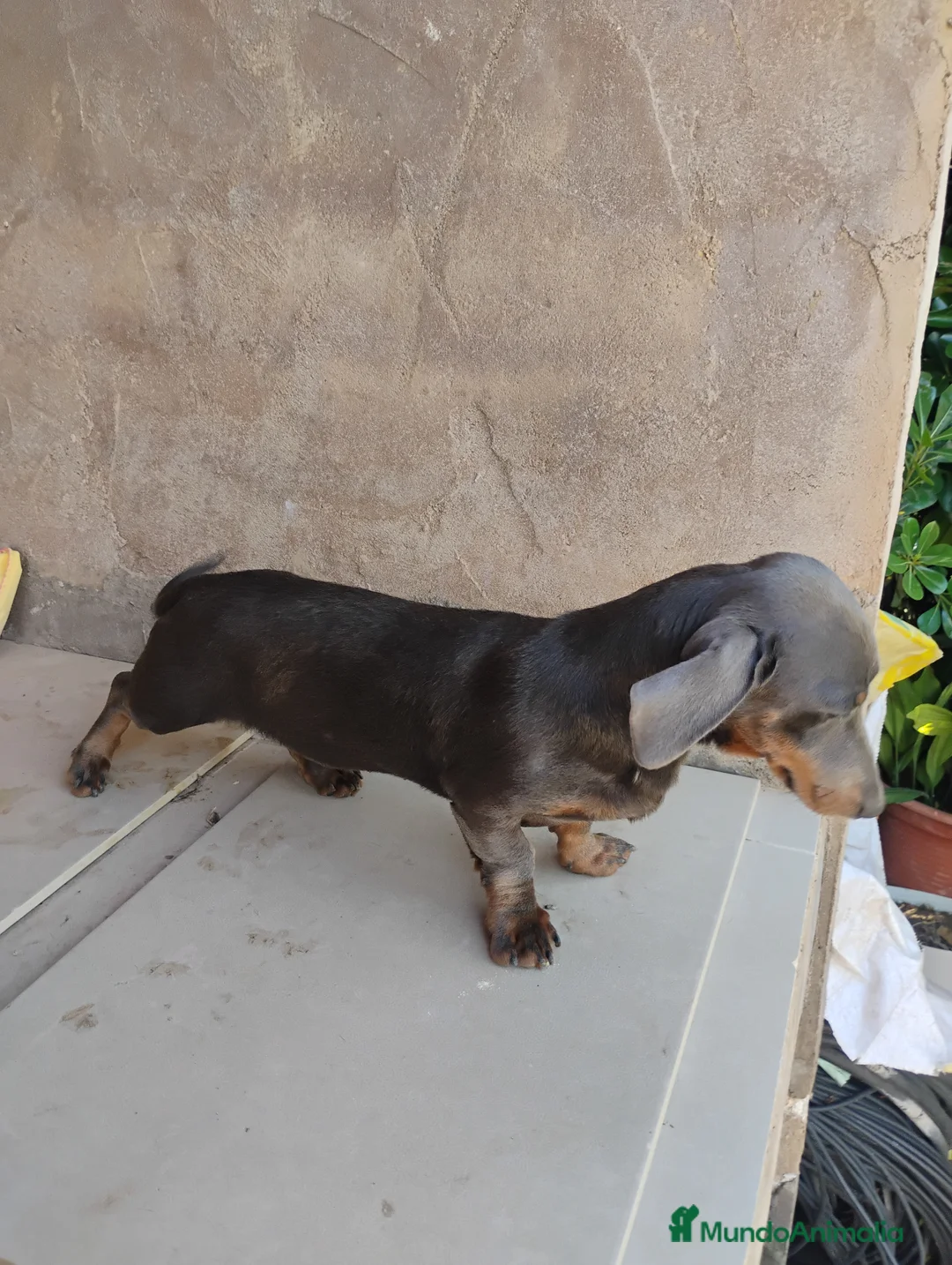 Teckel perros en venta: Macho teckel blue  - Anuncio 2