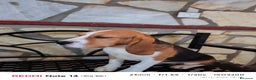 Beagle perros en venta: Cachorros de Beagle  - Anuncio 6