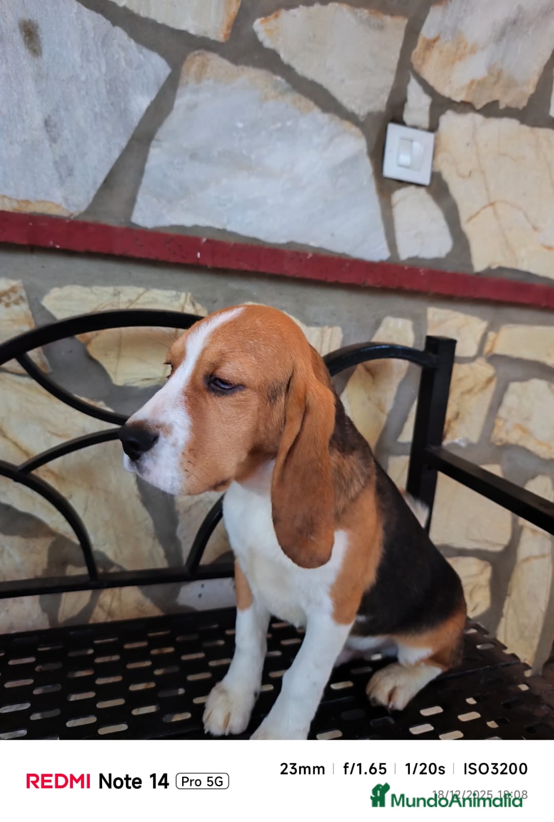 Beagle perros en venta: Cachorros de Beagle  - Anuncio 6