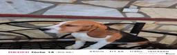 Beagle perros en venta: Cachorros de Beagle  - Anuncio 6