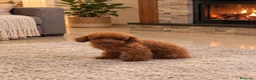 Caniche Toy perros en venta: Caniche Toy - Anuncio 4