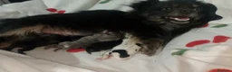 Pomchi perros en venta: Camada de pomchi con pomerania  - Anuncio 1