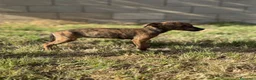Whippet perros en venta: Whippet hembras de calidad  - Anuncio 6