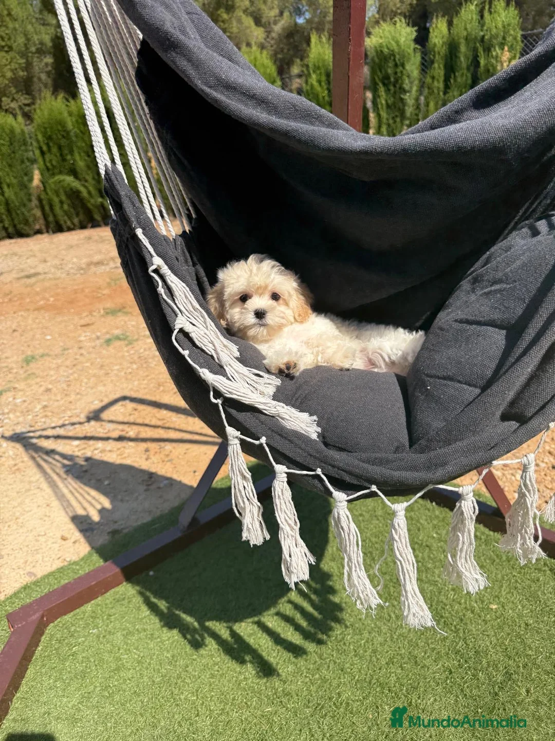 Maltipoo perros en venta: Maltipoo hembra toy - Anuncio 11