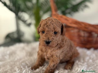 Caniche Toy perros CANICHE TOY - Anuncio 4