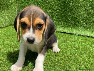 Beagle perros BEAGLE LINEA AMERICANA //// en Badajoz - Anuncio 33