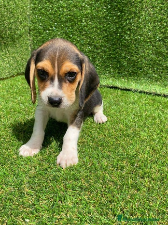 Beagle perros en Badajoz - Anuncio 1