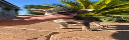Chihuahua perros en venta: chihuahua  en Murcia - Anuncio 1