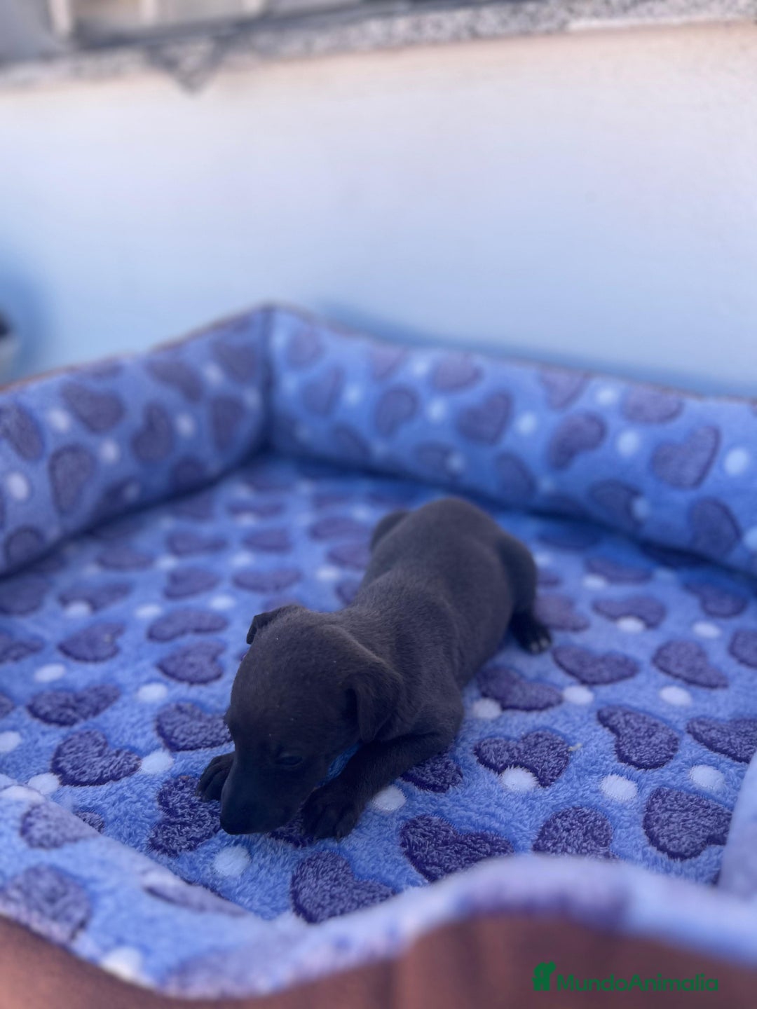 Whippet perros en venta: Whippet blue  - Imagen 10