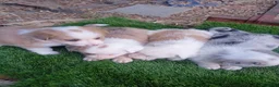 Border Collie perros en venta: Preciosos border collie - Anuncio 7