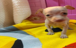 Ratón de Praga perros en venta: Ratón de Praga  - Imagen 6