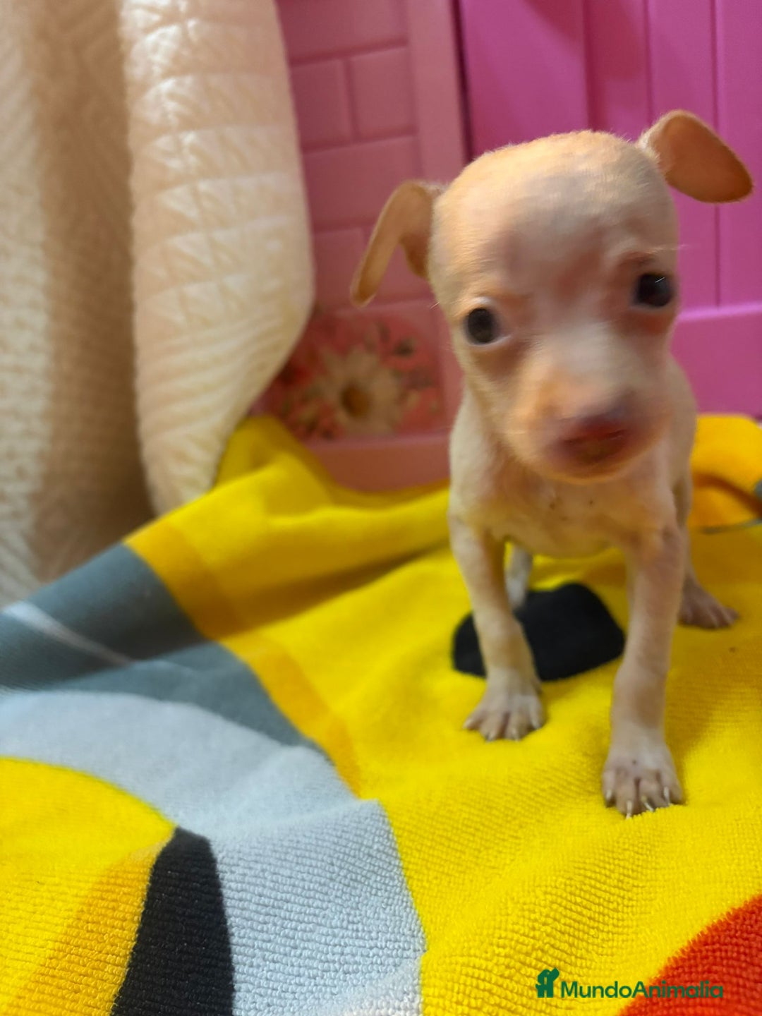 Ratón de Praga perros en venta: Ratón de Praga  - Imagen 6