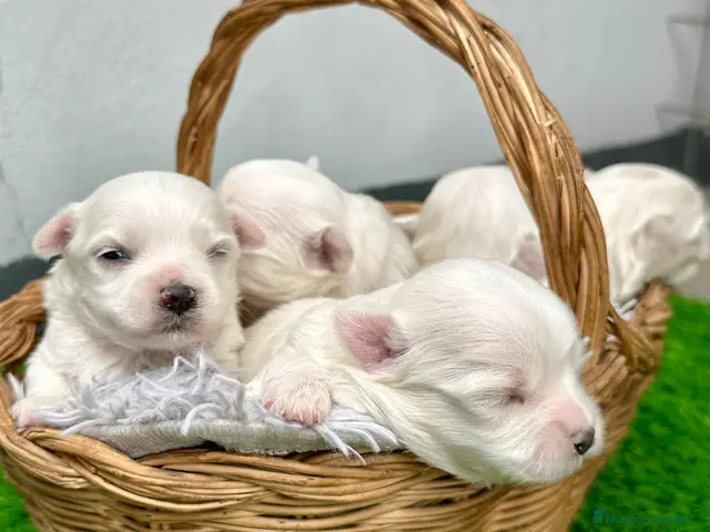 Bichón Maltés perros en venta: Cachorros Bichón Maltés Salamanca – Disponibles - Anuncio 1
