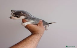 Chihuahua perros en venta: Chihuahua miniatura cabeza manzana  - Imagen 6