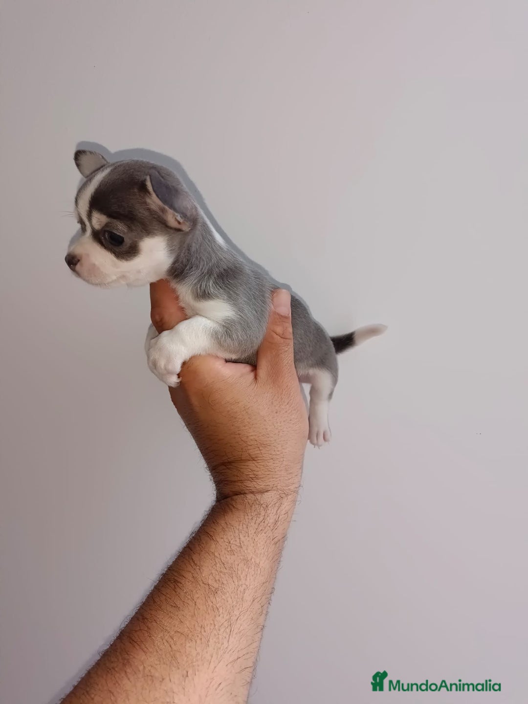 Chihuahua perros en venta: Chihuahua miniatura cabeza manzana  - Imagen 6