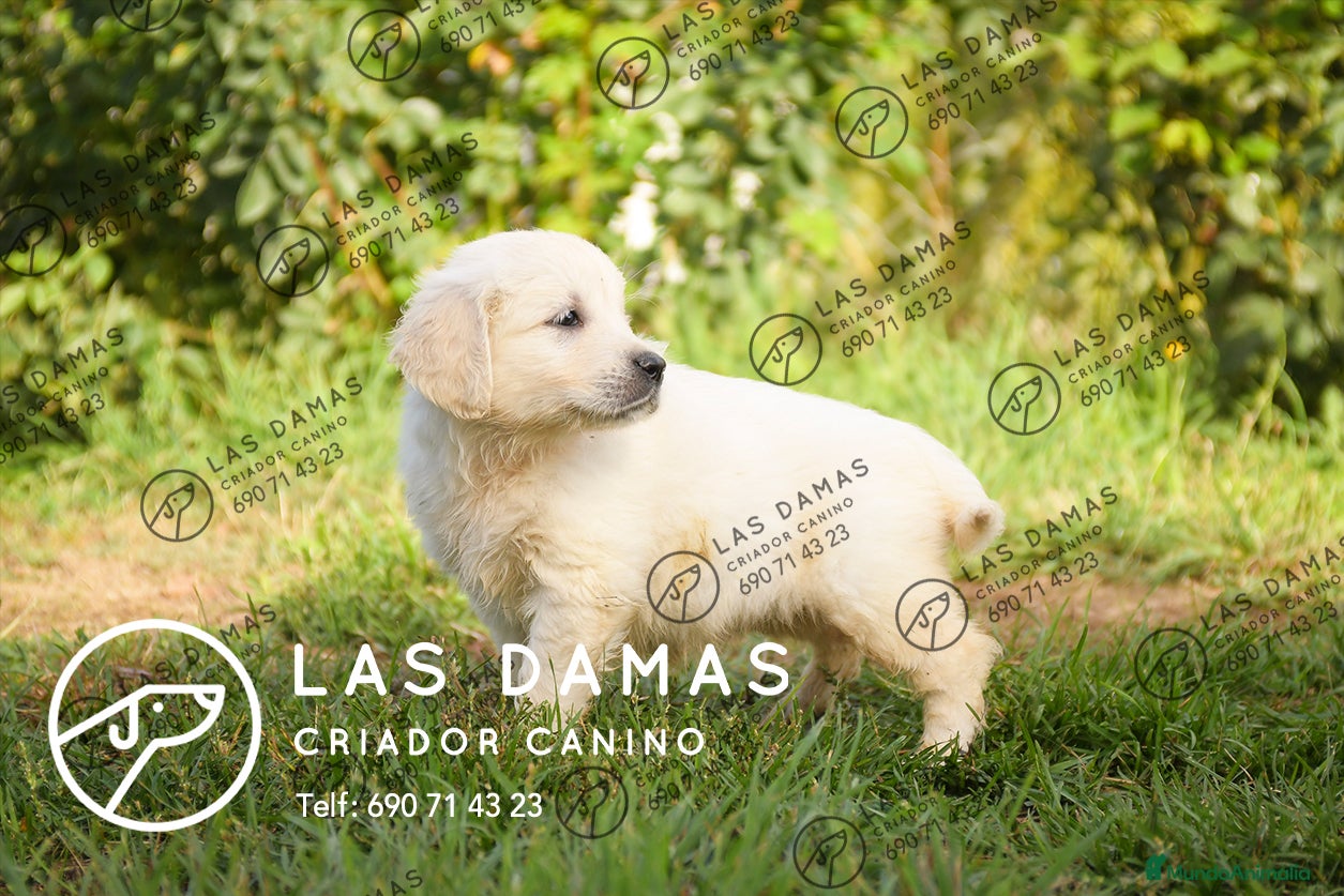 Golden Retriever perros en venta: GOLDEN RETRIEVER PRÓXIMA CAMADA - Anuncio 4