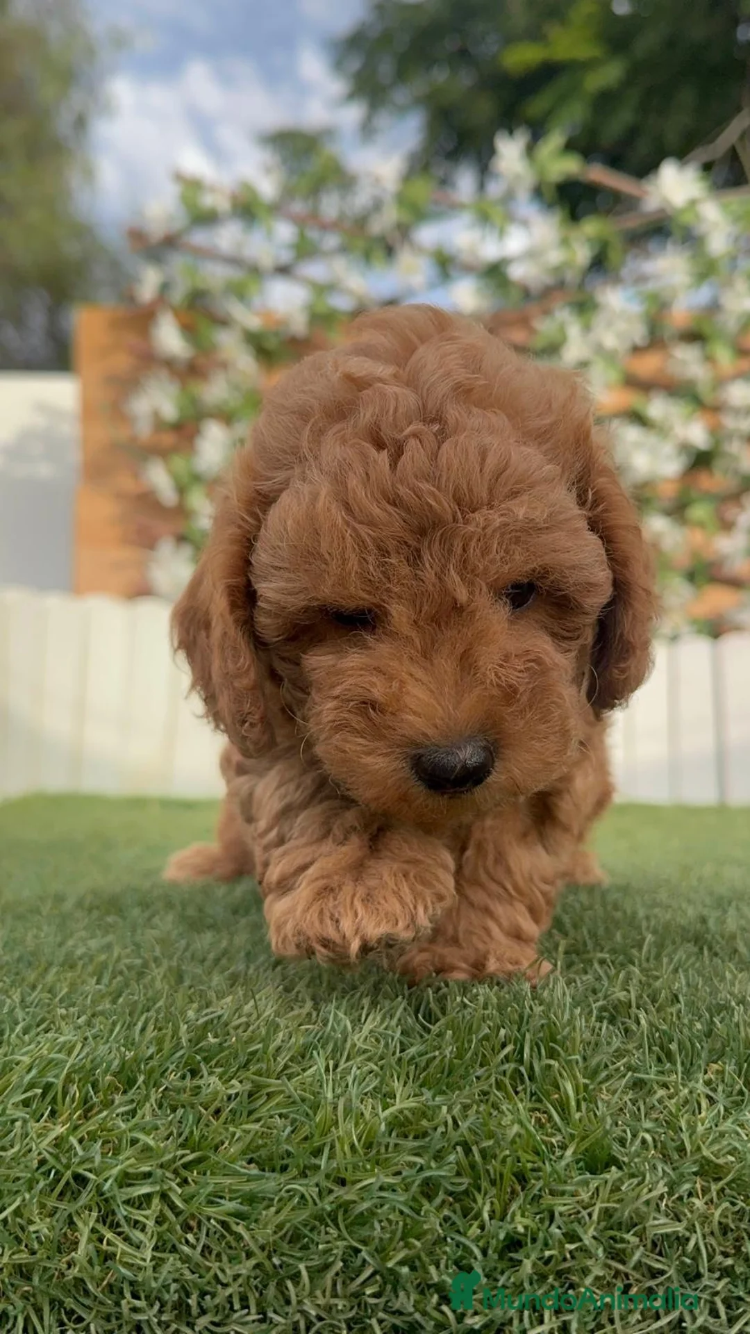 Caniche Toy perros en venta: CANICHE-LISTO PARA ENTREGAR - Anuncio 2