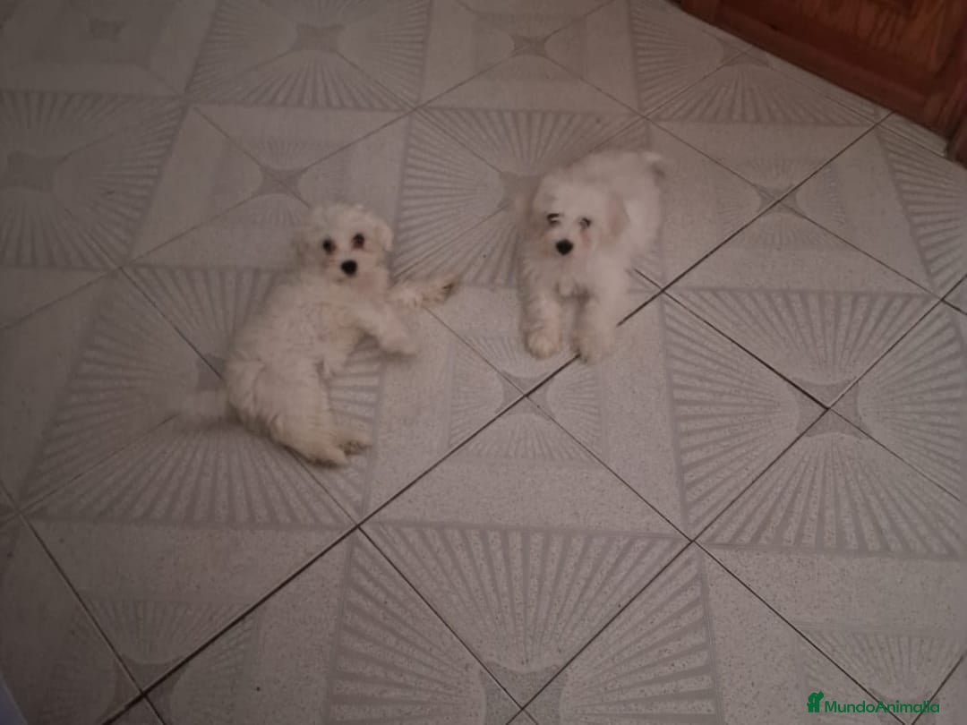 Bichón Maltés perros en venta: Excelente camada de Bichon Maltés  - Imagen 7