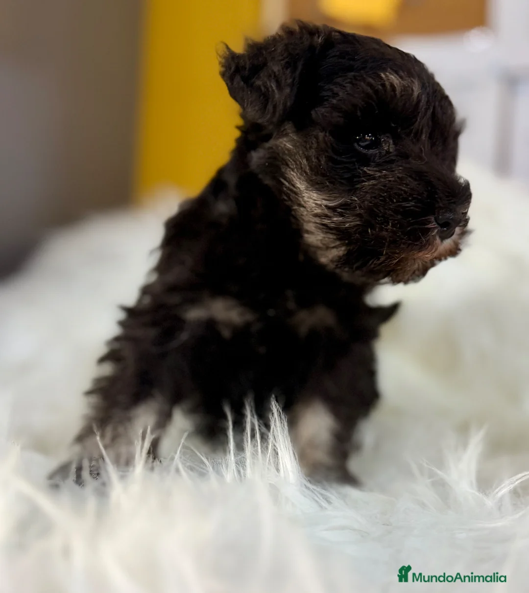 Schnauzer Miniatura perros en venta: SCHNAUZER MINIATURA - Anuncio 7