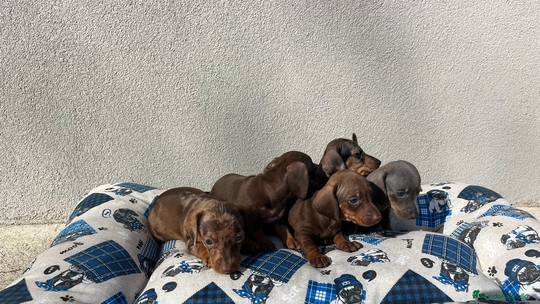 Teckel Miniatura perros en venta: Camada de Teckel mini disponible!  - Anuncio 5