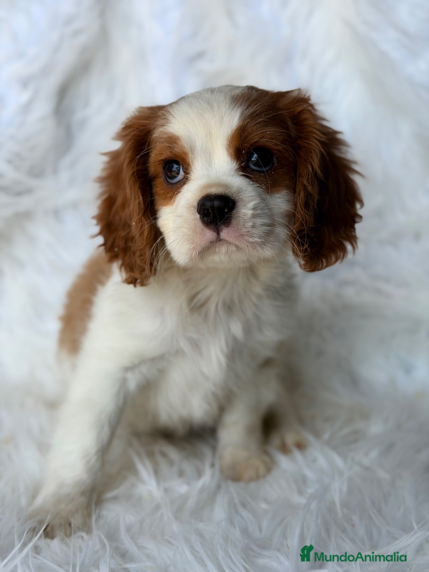 Cavalier King Charles Spaniel perros Cavalier Blenheim  - Anuncio 9
