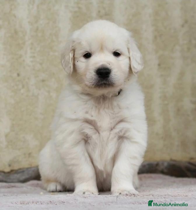 Golden Retriever perros en venta: CRIADERO DE GOLDEN EN CATALUÑA  - Anuncio 1