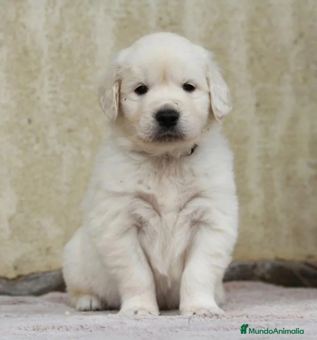Golden Retriever perros en venta: CRIADERO DE GOLDEN EN CATALUÑA  - Anuncio 1