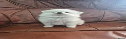 Pomerania perros en venta: Impresionante machito de pomerania  - Anuncio 5