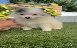 Pomerania perros en venta: POMERANIA HEMBRA BLANCA Y NEGRA - Imagen 16