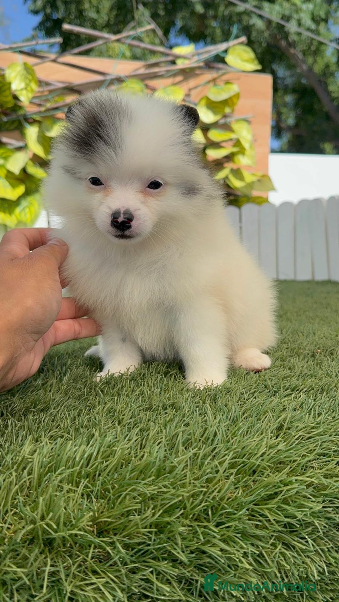 Pomerania perros en venta: POMERANIA HEMBRA BLANCA Y NEGRA - Imagen 16
