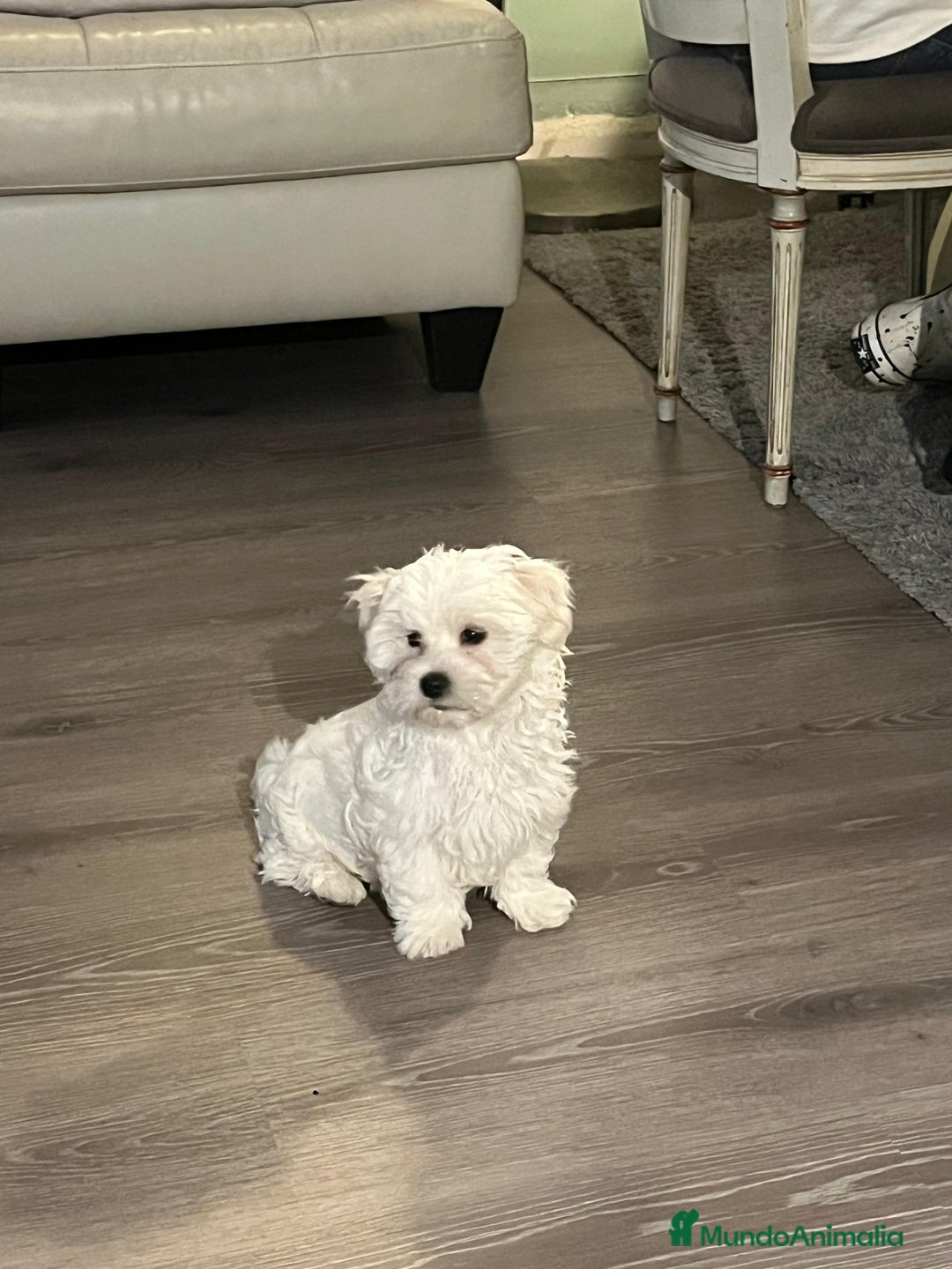 Bichón Maltés perros en venta: BICHON MALTÉS  - Anuncio 3