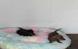 Teckel Miniatura perros en venta: Teckel mini - Imagen 3