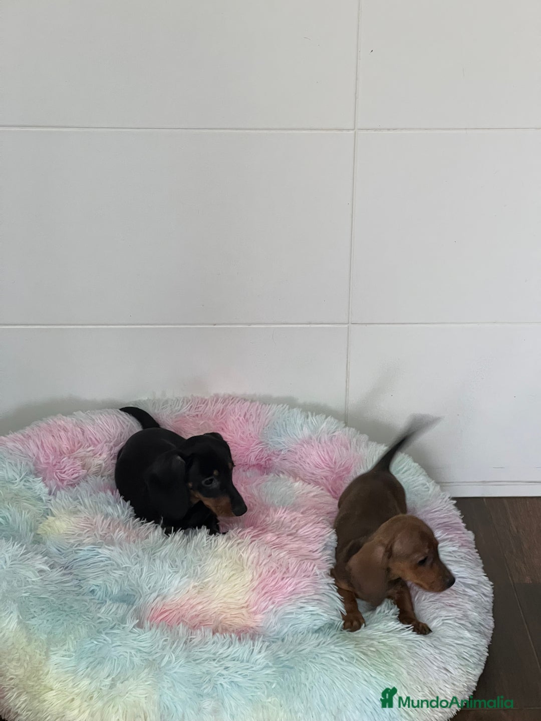 Teckel Miniatura perros en venta: Teckel mini - Imagen 3