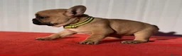 Bulldog Francés perros en venta: Bulldog francés cachorros Fwan  - Anuncio 11