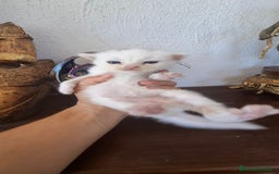Europeo de Pelo Corto gatos en venta: Gatito blanco pelo semilargo - Imagen 7