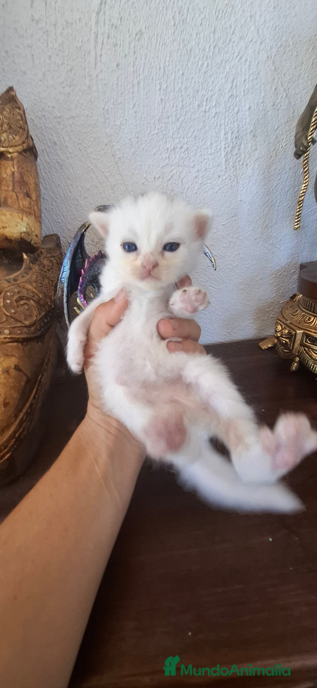 Europeo de Pelo Corto gatos en venta: Gatito blanco pelo semilargo - Imagen 7