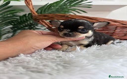 Chihuahua perros en venta: CHIHUAHUA MERLE HEMBRA - Imagen 8