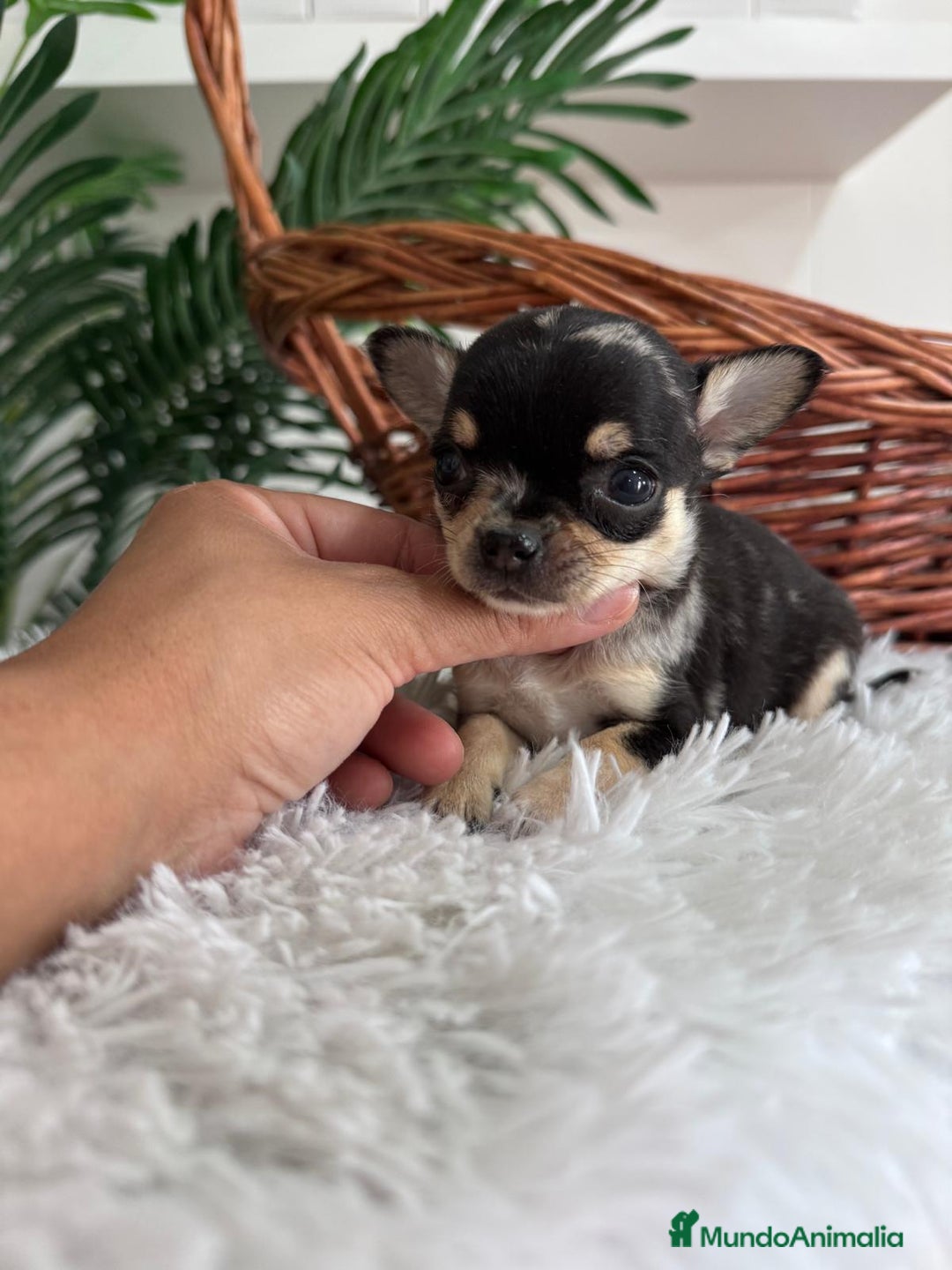 Chihuahua perros en venta: CHIHUAHUA MERLE HEMBRA - Imagen 8