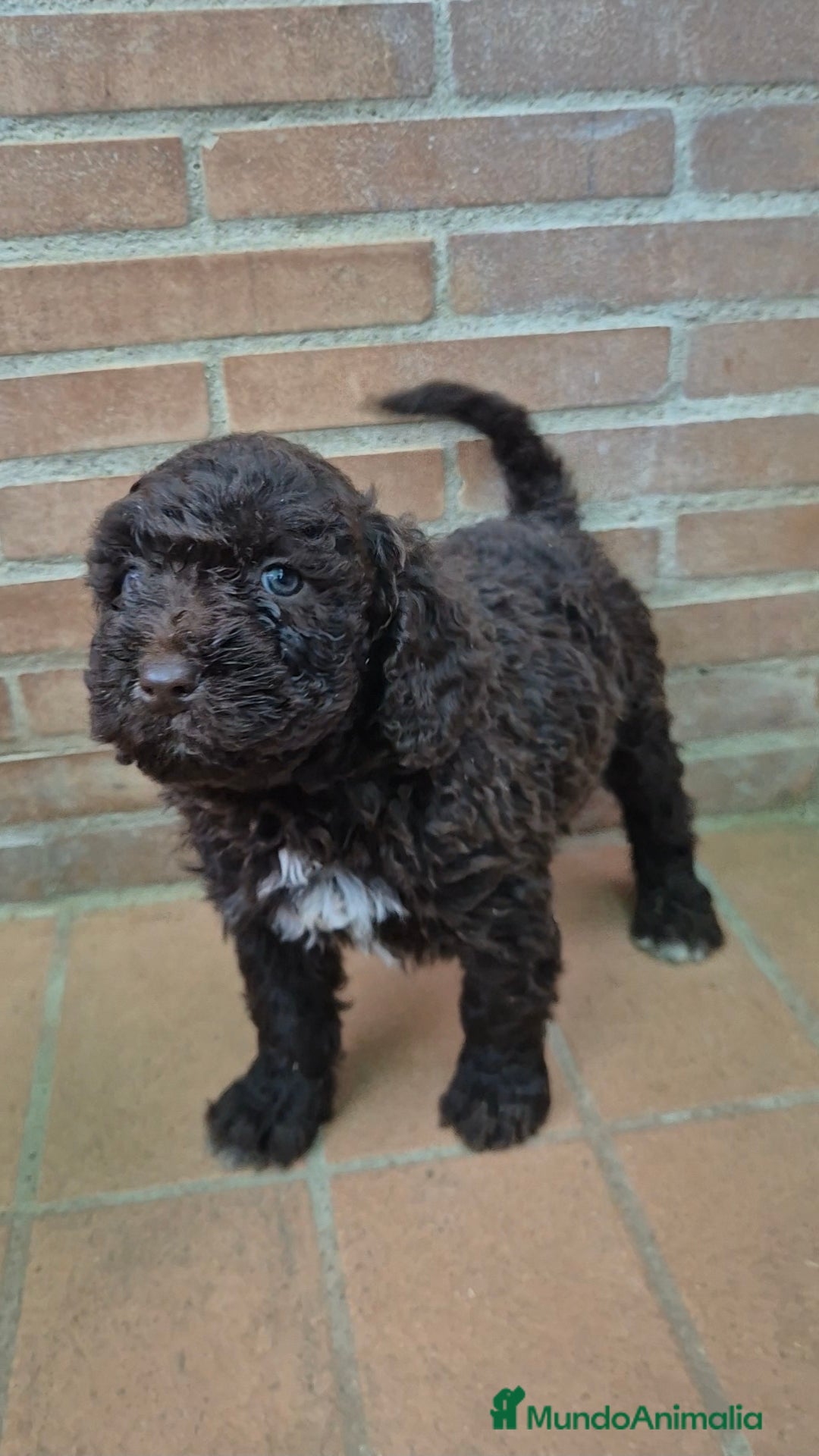Perro de Agua Español perros Perro de agua chocolate hembras  - Anuncio 1