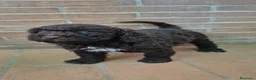 Perro de Agua Español perros en venta: Perro de agua chocolate hembras  - Anuncio 1