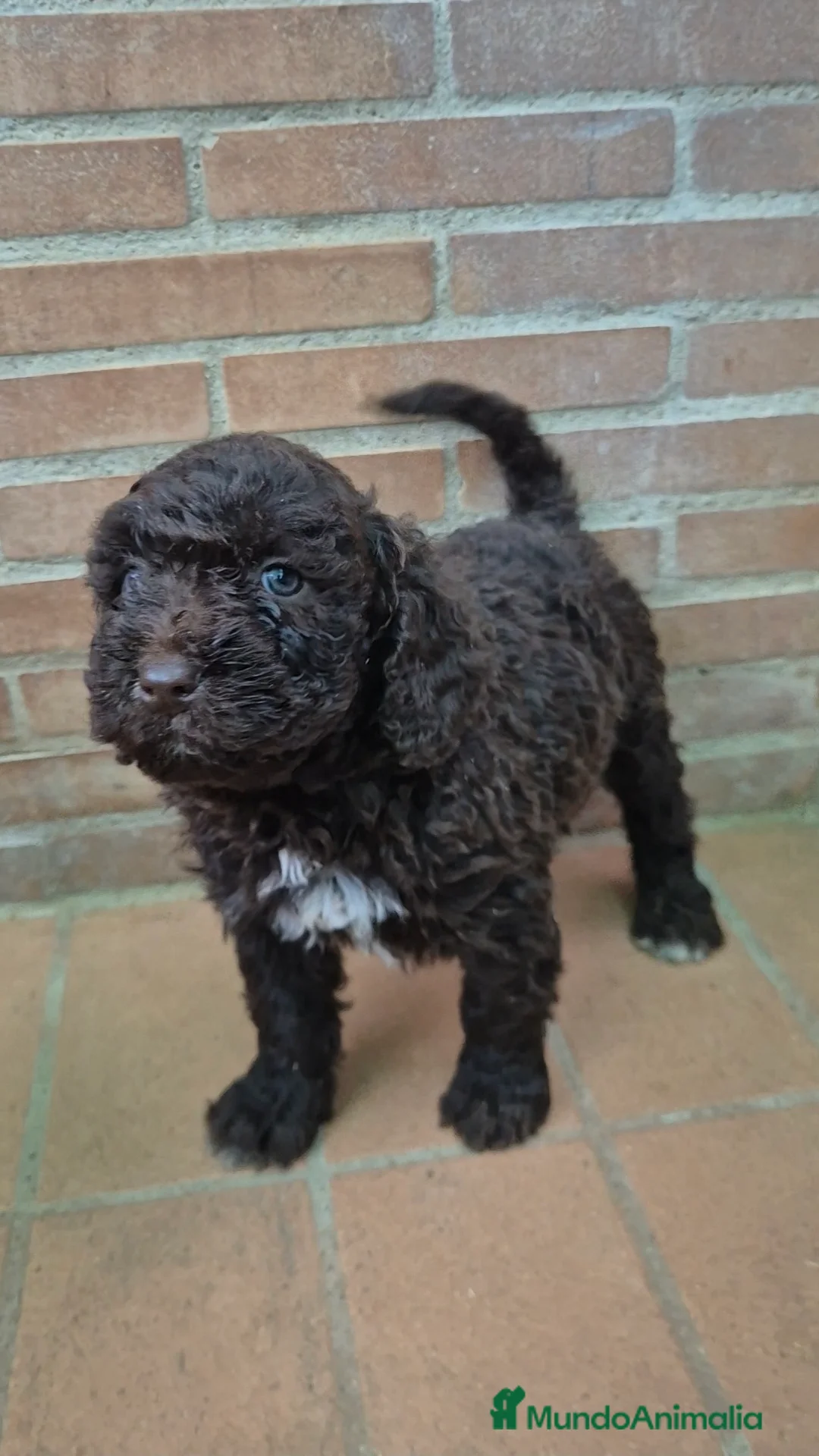 Perro de Agua Español perros en venta: Perro de agua chocolate hembras  - Anuncio 1