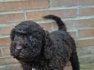Perro de Agua Español perros Perro de agua chocolate hembras - Anuncio 1