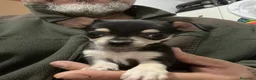 Chihuahua perros en venta: CHIHUAHUA HEMBRA  - Anuncio 3