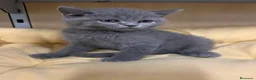 Británico de Pelo Corto gatos en venta: British shorthair  - Anuncio 3