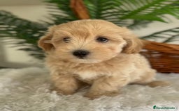 Maltipoo perros en venta: MALTIPOO - Imagen 4