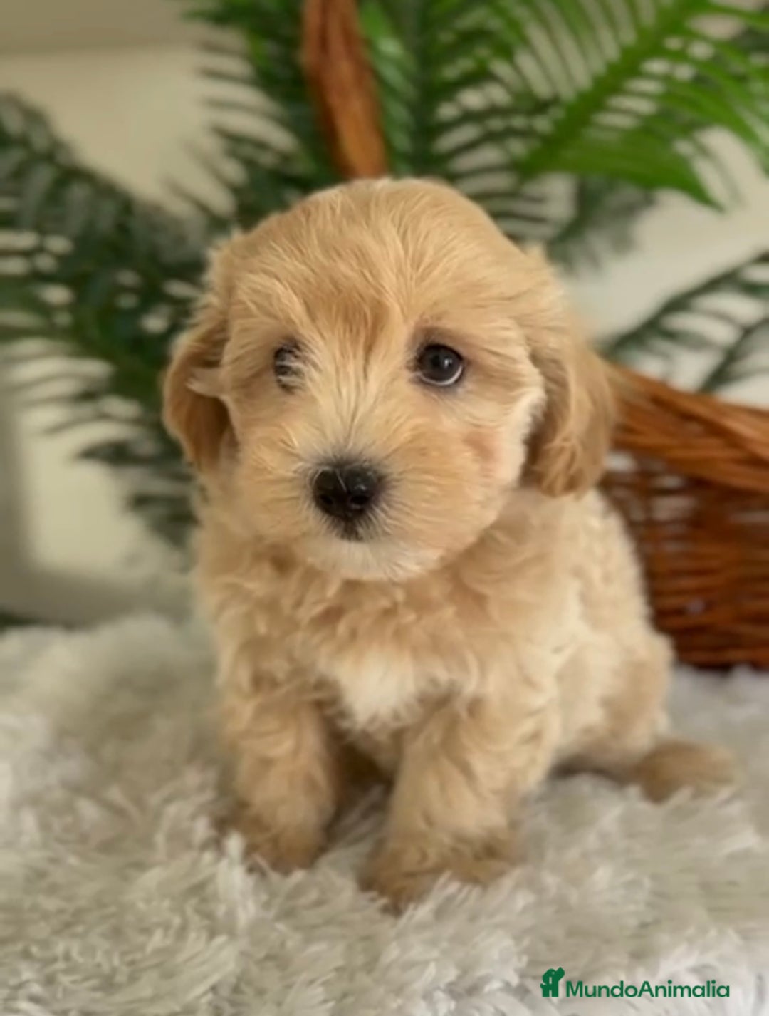 Maltipoo perros en venta: MALTIPOO - Imagen 4