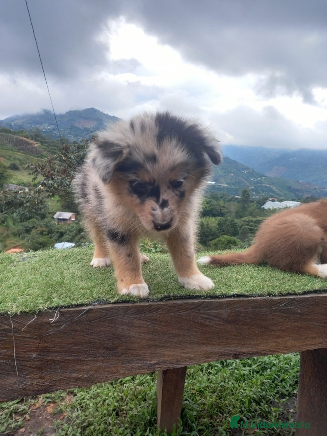 Border Collie perros en venta: Border collie puppies  - Anuncio 3