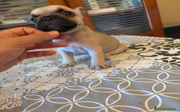 Bulldog Francés perros en venta: Bulldog francés  - Imagen 3